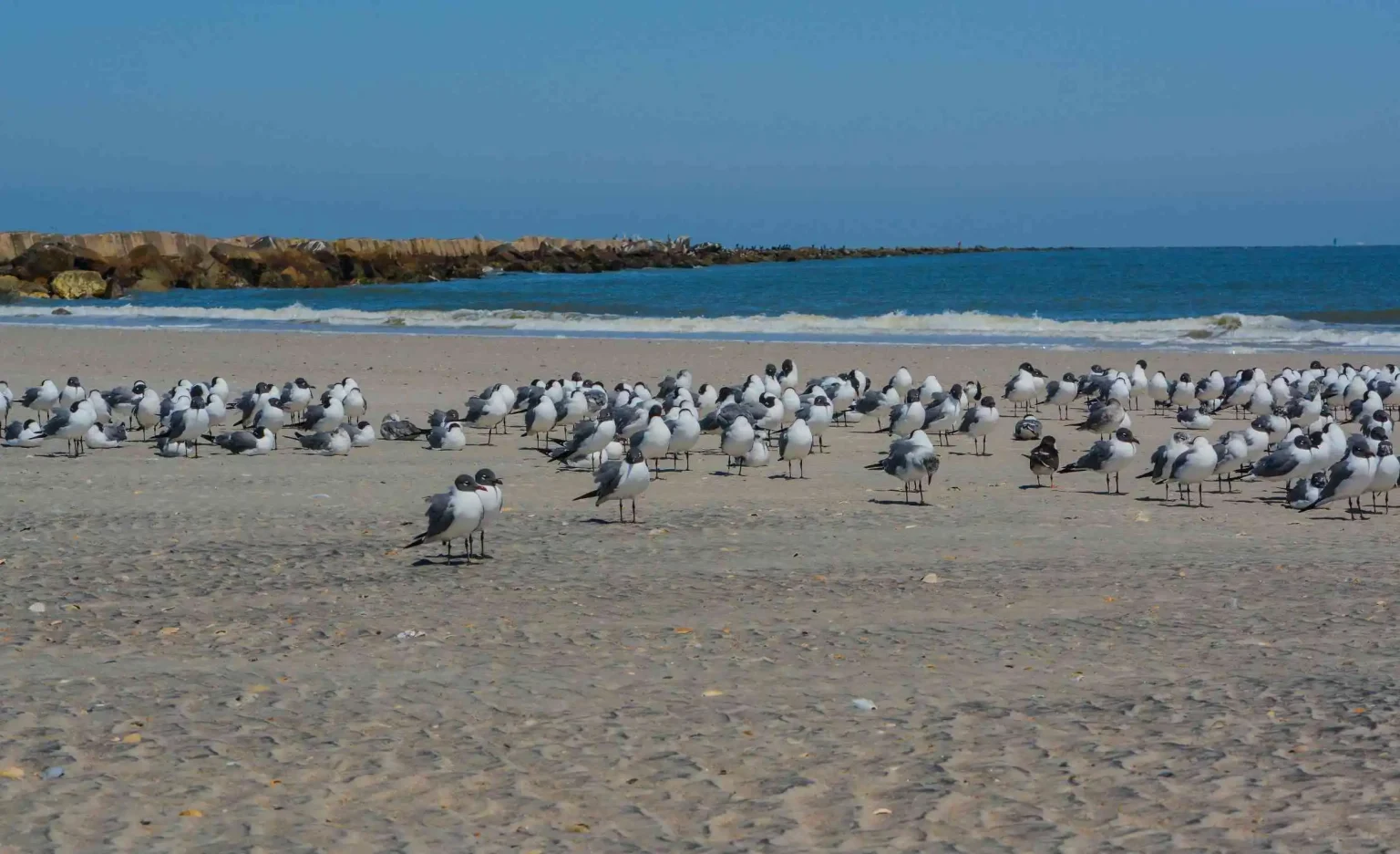 Fort Clinch Beach Gulls Nassau County FL